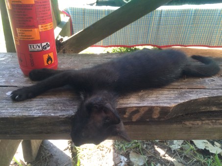 909DBD58-9BCF-4000-A757-099626C00E8F